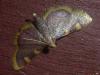 Hypsopygia costalis
